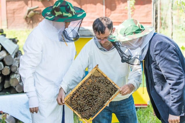 Fotografoa de três homens com vestes de apicultura analisando um quadro alveolado e cheio de abelhas, o homem que está ao meio não veste o protetor facial apicola