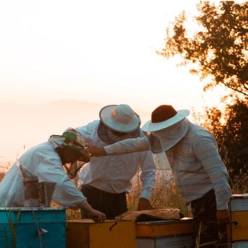 na imagem três prováveis homens em apário vestindo máscara de apicultura observam uma colméia aberta