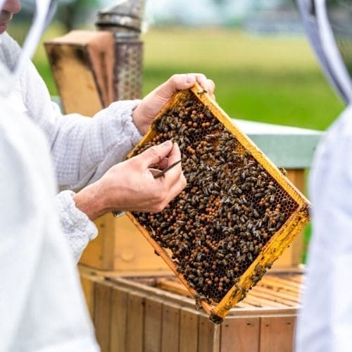 Imagem de um homem segurando um quadro alveolado já trabalhado pelas abelhas, ele segura uma delicadamente uma abelhas, ele está rodeado por outras pessoas que o observam