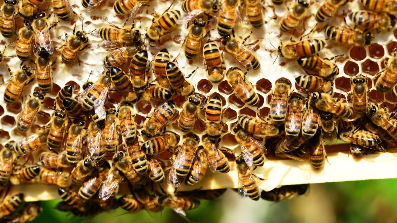 Foto post mortalidade das abelhas em Sinop e Sorriso, Mato Grosso